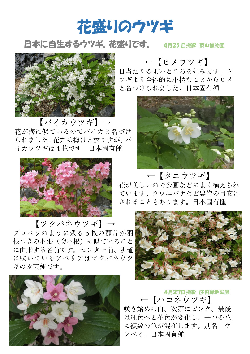 ウツギのサムネイル