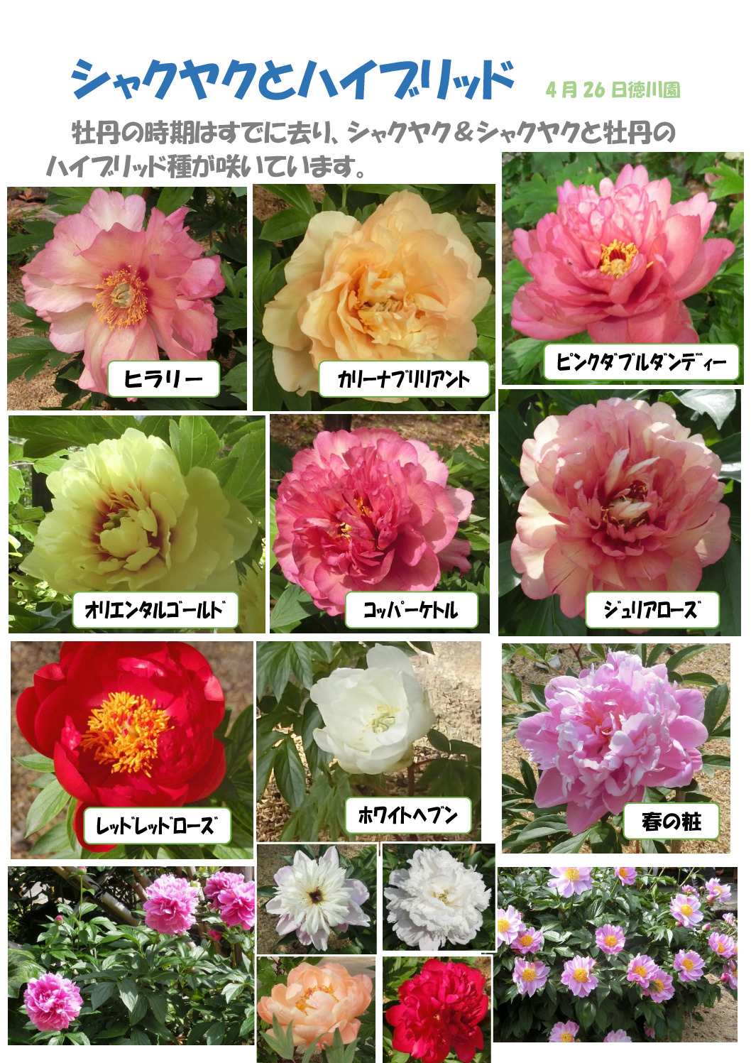 芍薬のサムネイル
