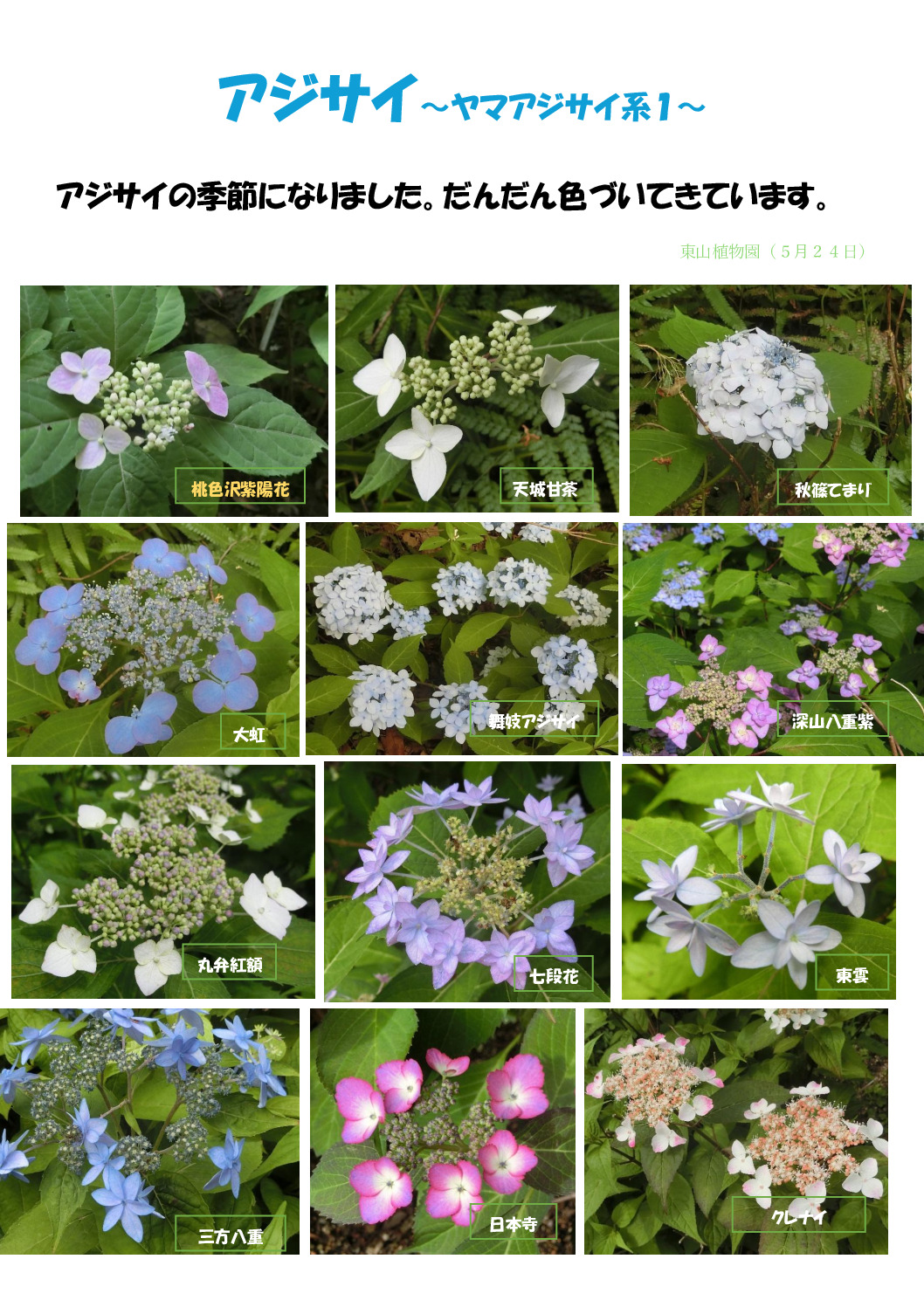 アジサイ1のサムネイル