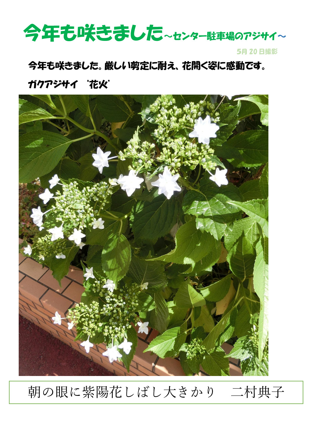 センターのｱｼﾞｻｲのサムネイル