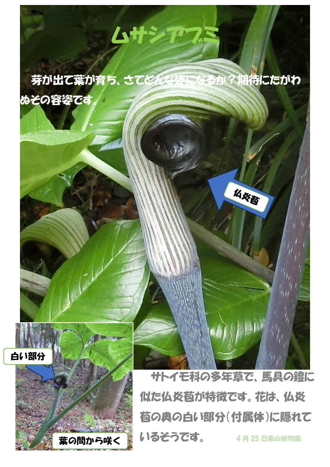ムサシアブミのサムネイル