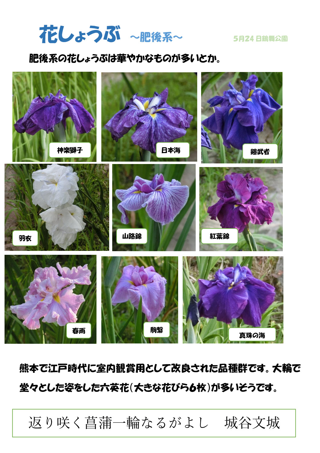ハナショウブ２　肥後系のサムネイル