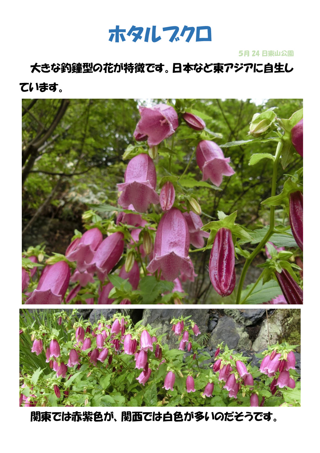 ﾎタﾙﾌﾞｸﾛのサムネイル
