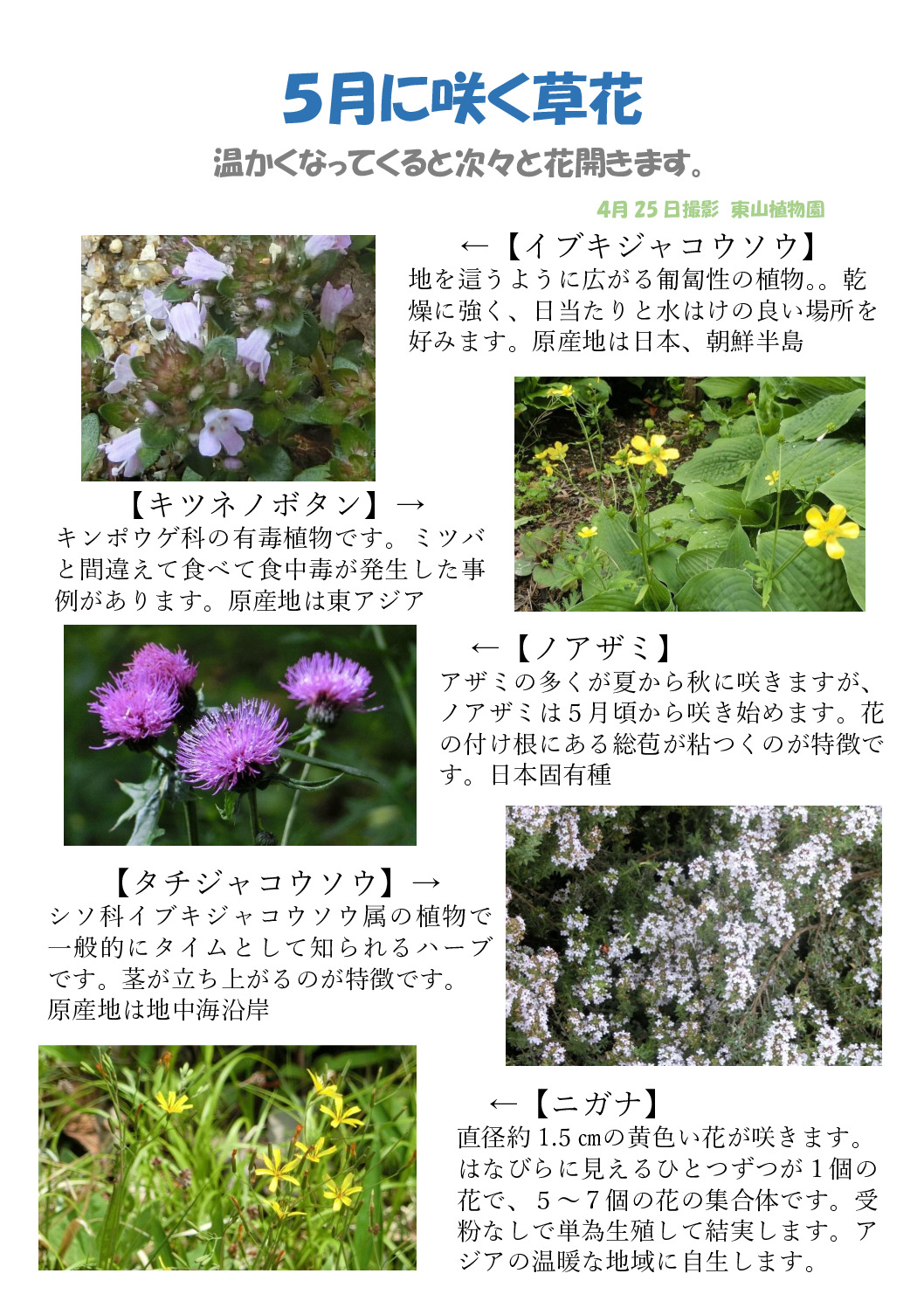 5月の草花のサムネイル