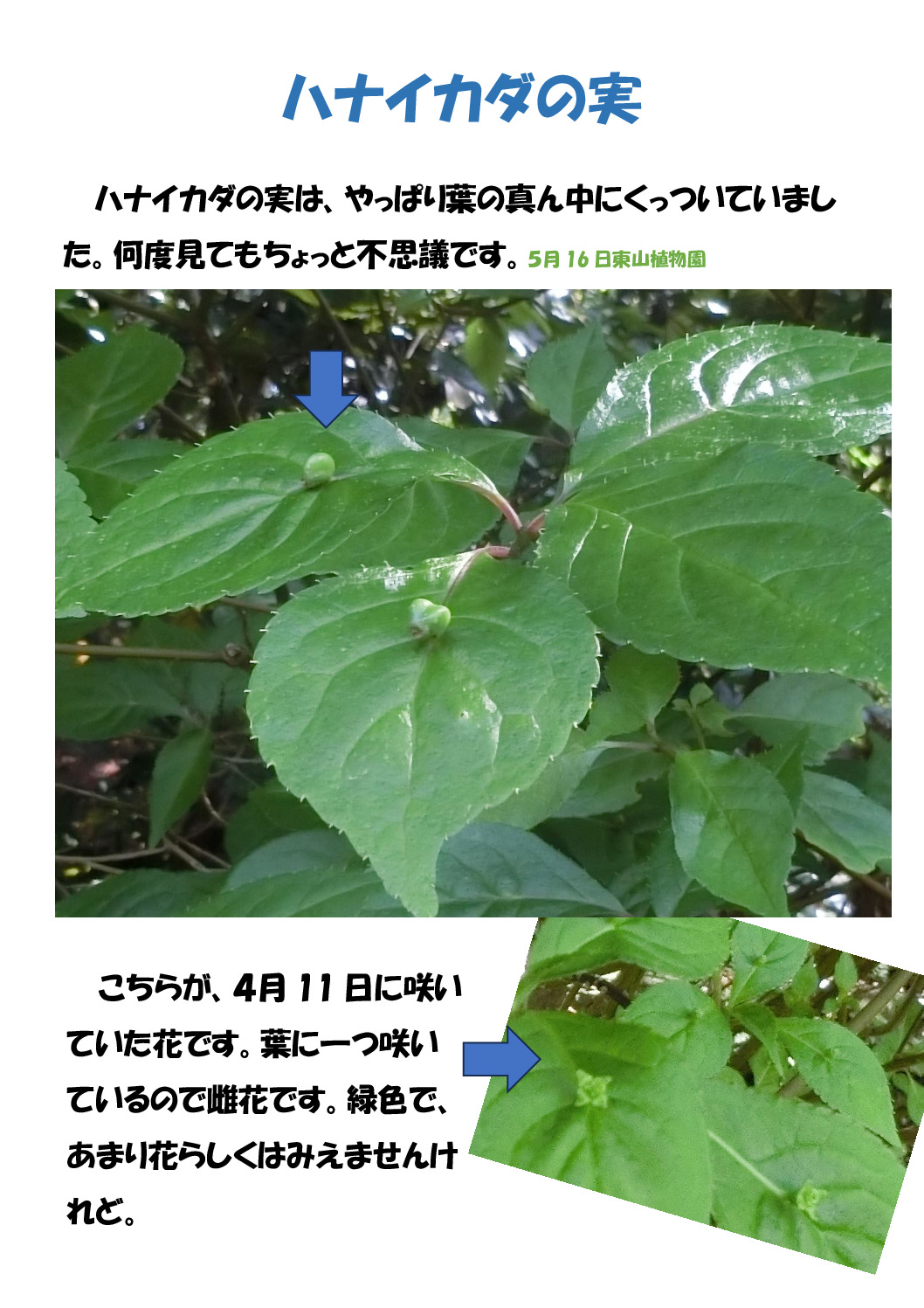 実のサムネイル