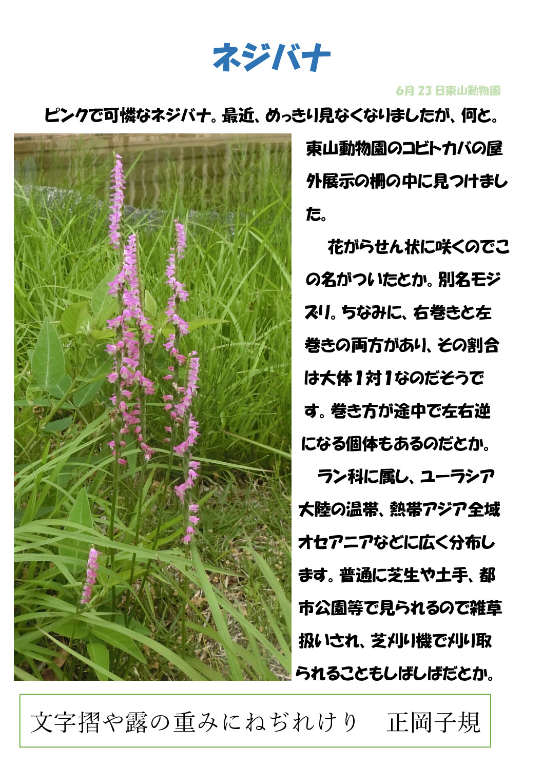 ネジバナのサムネイル