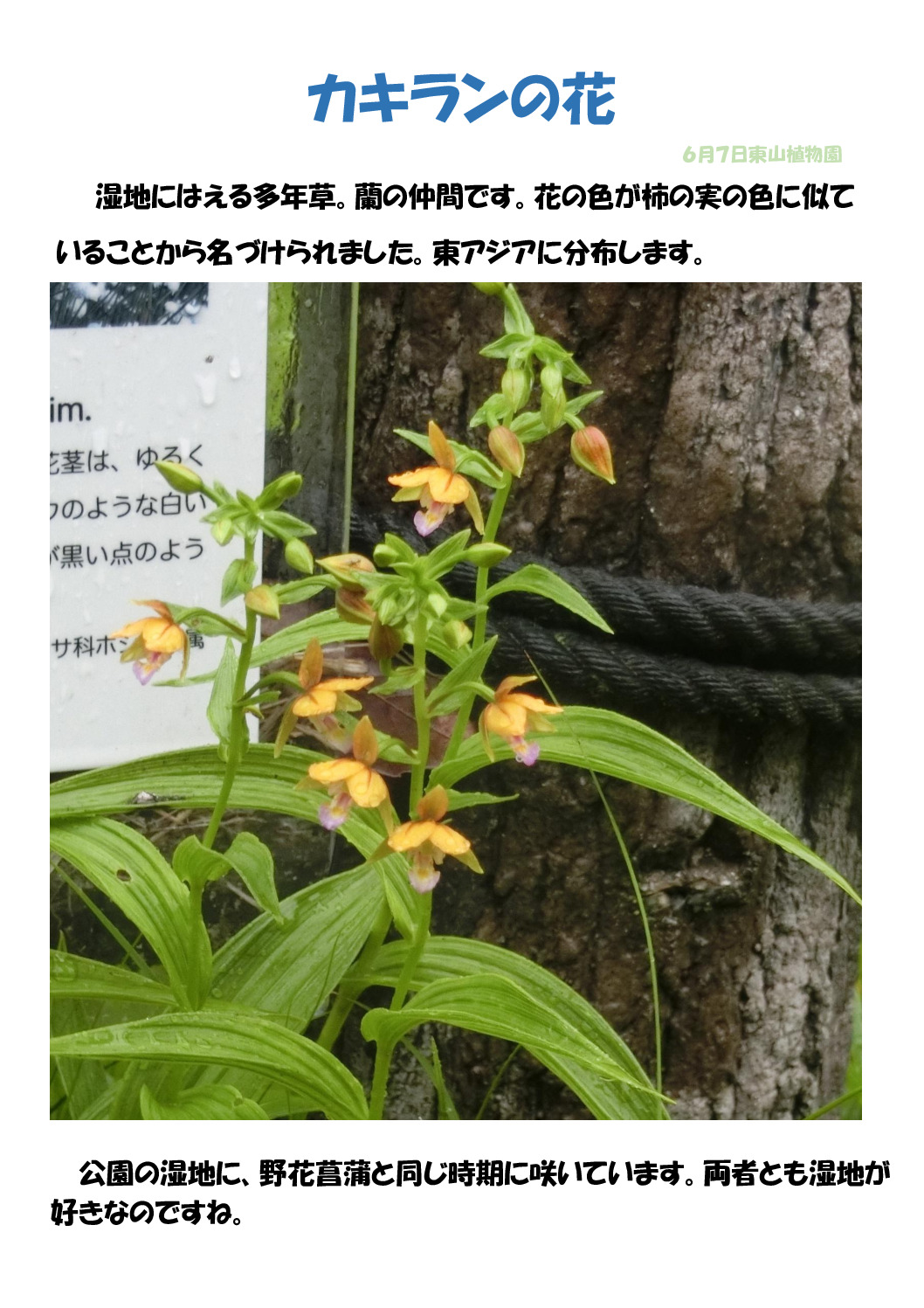 カキランのサムネイル