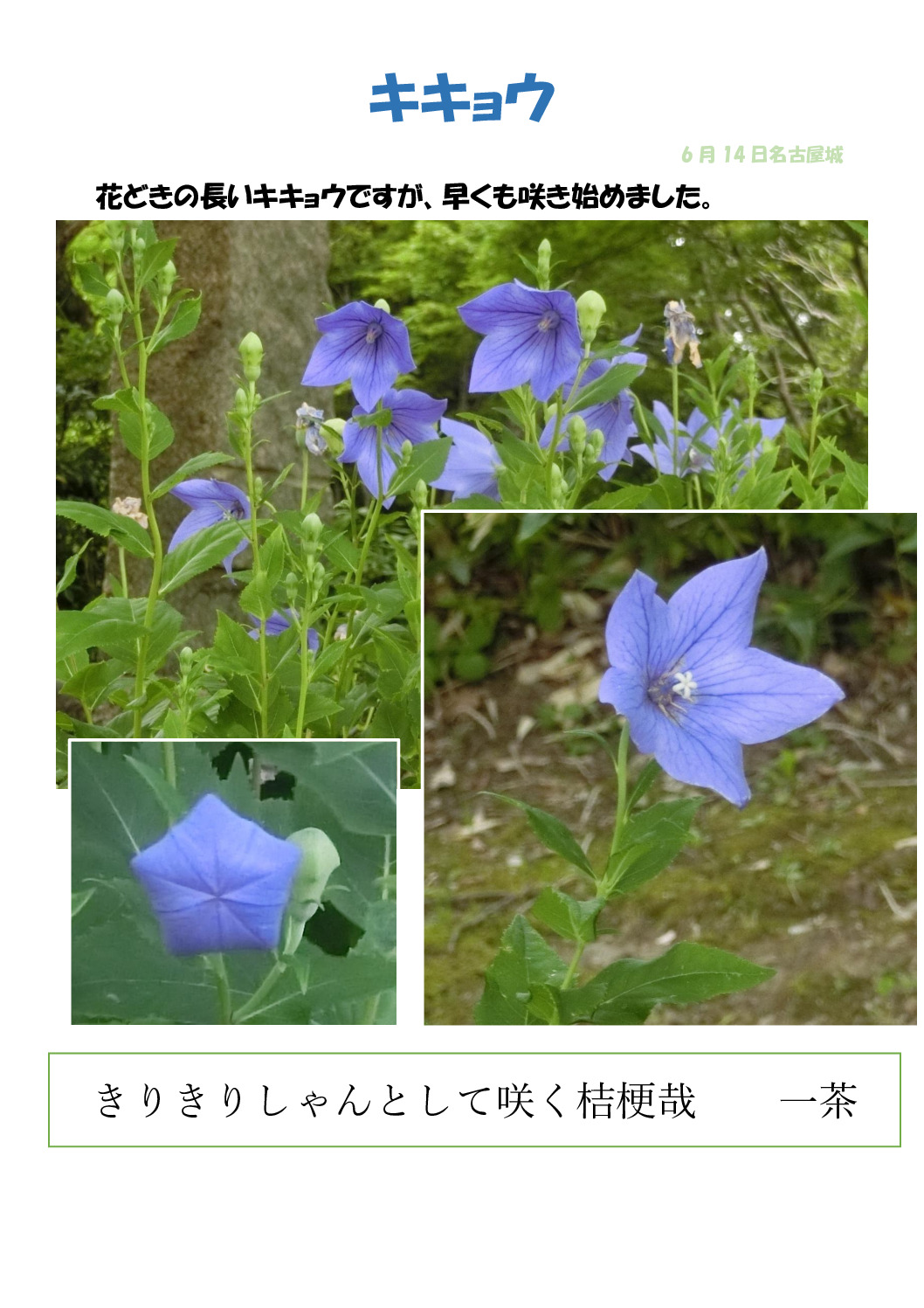 桔梗のサムネイル