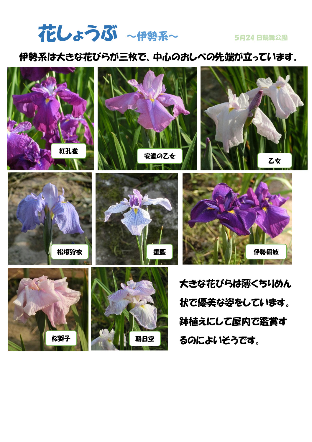 ハナショウブ3のサムネイル