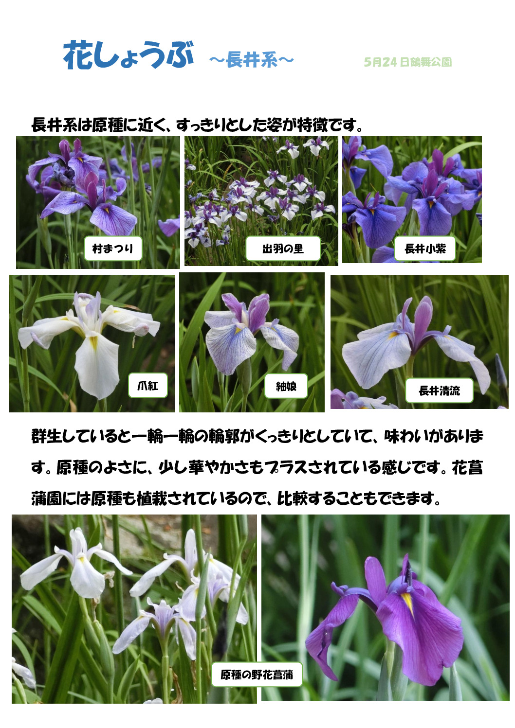 ハナショウブ4のサムネイル