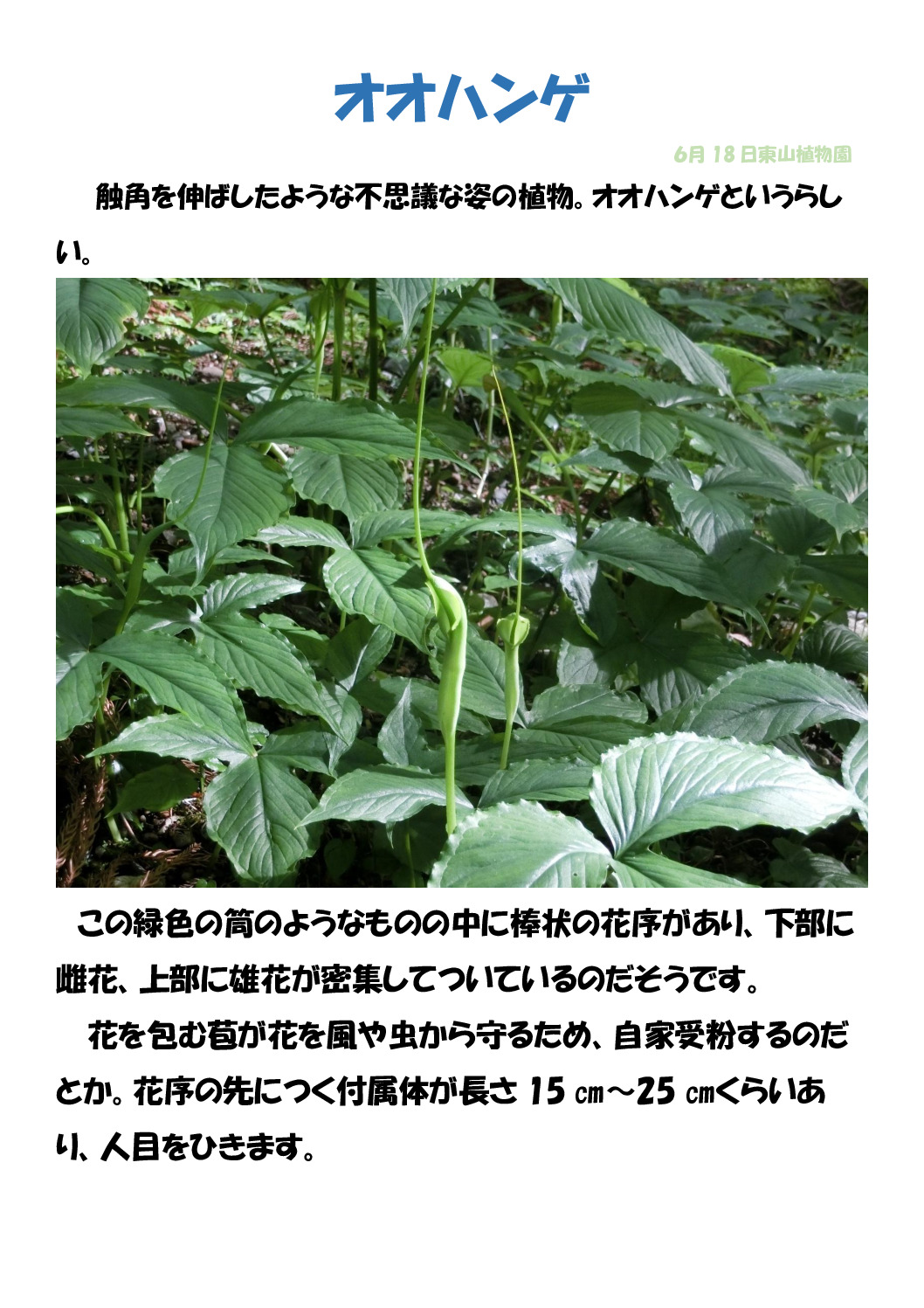 オオハンンゲのサムネイル