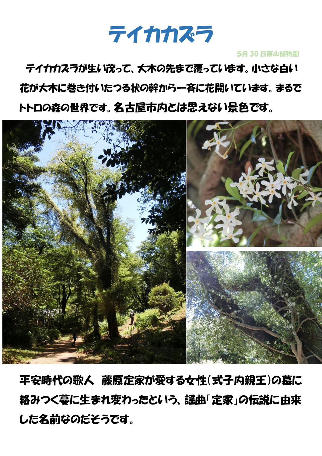 定家カズラのサムネイル