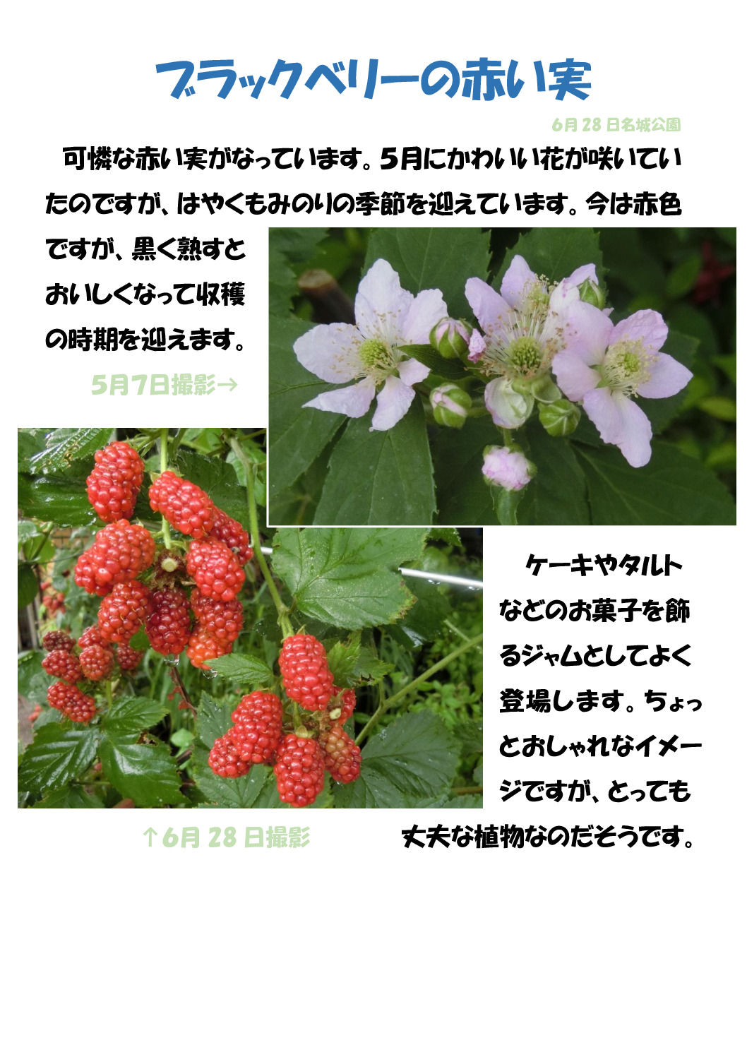 ブラックベリーのサムネイル