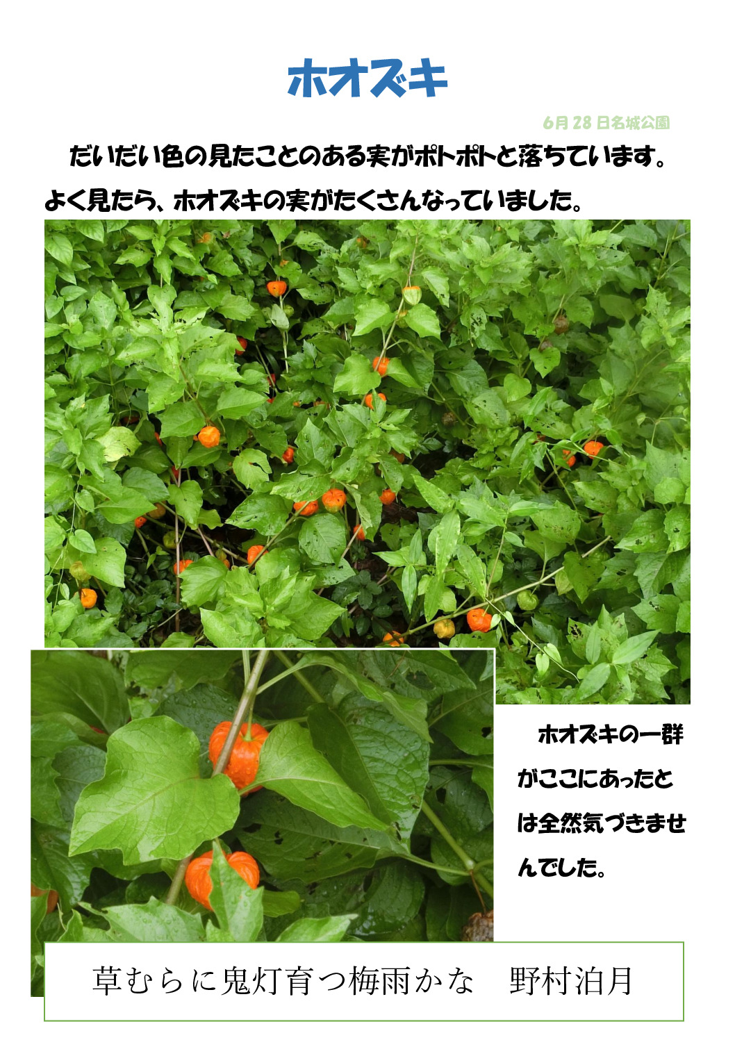 ホオズキのサムネイル