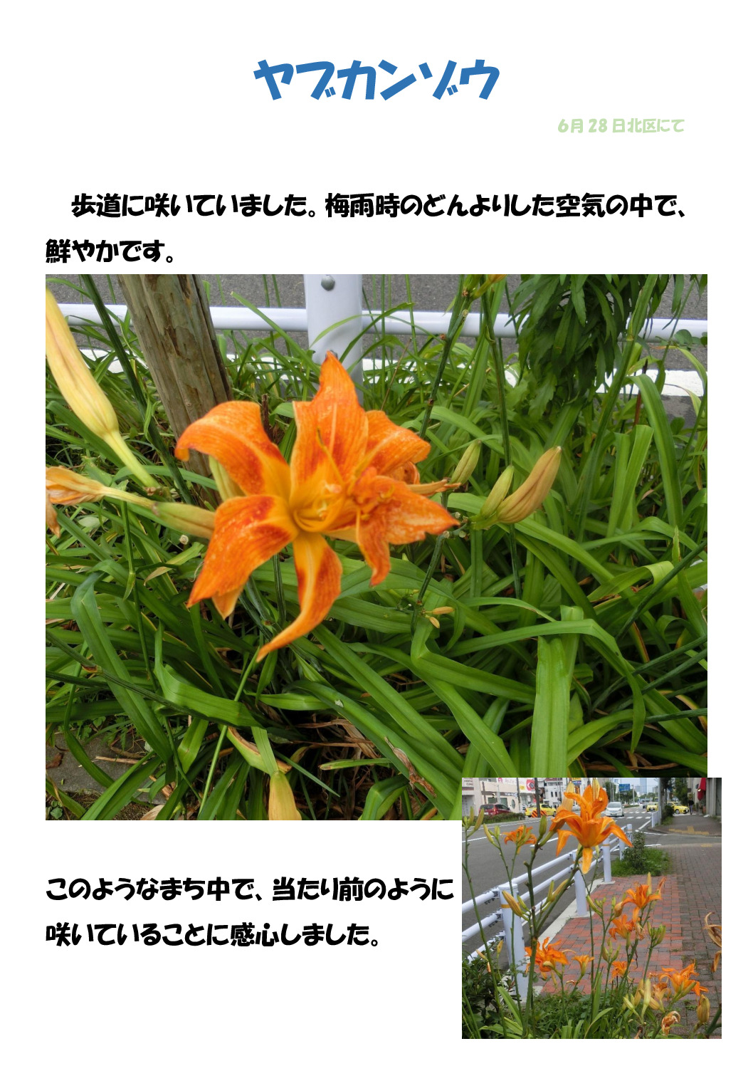 ヤブカンゾウのサムネイル