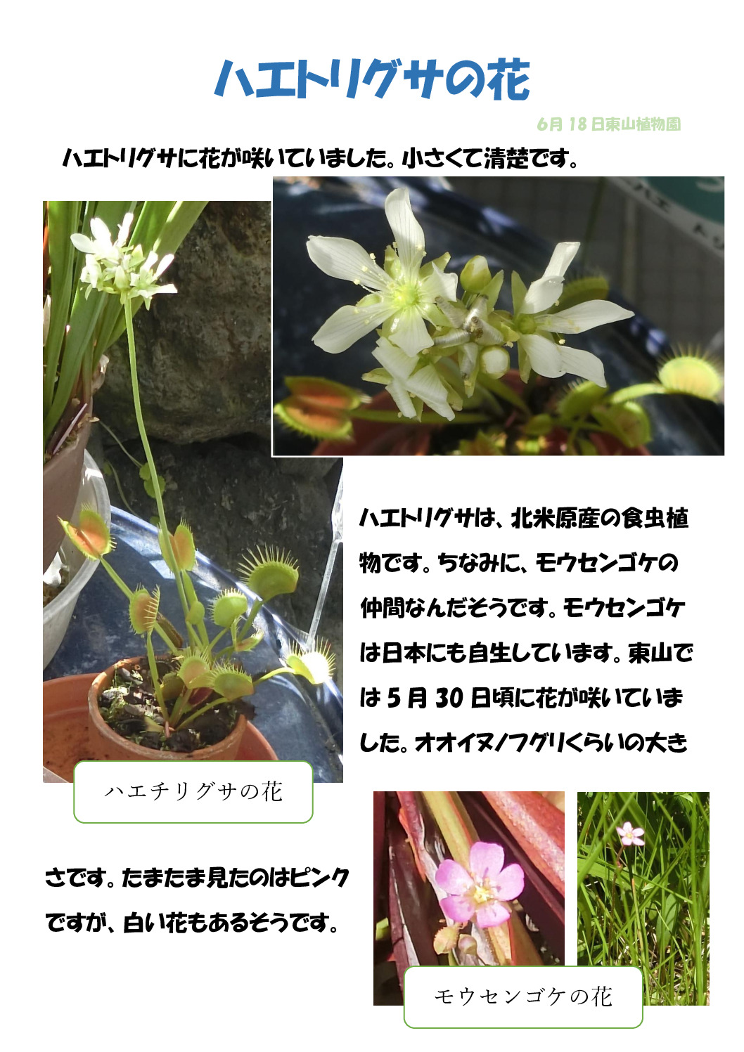 ハエトリグサのサムネイル