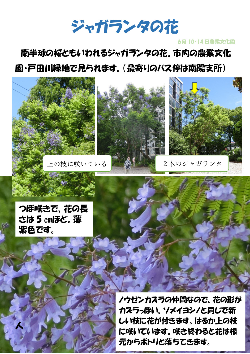 ￥ジャガランタのサムネイル