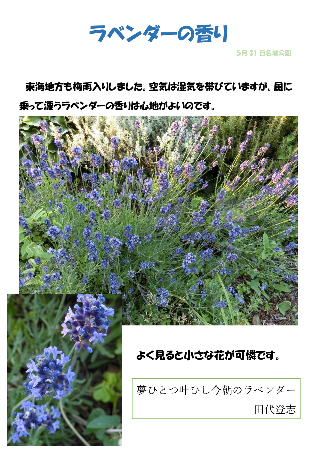ラベンダーのサムネイル