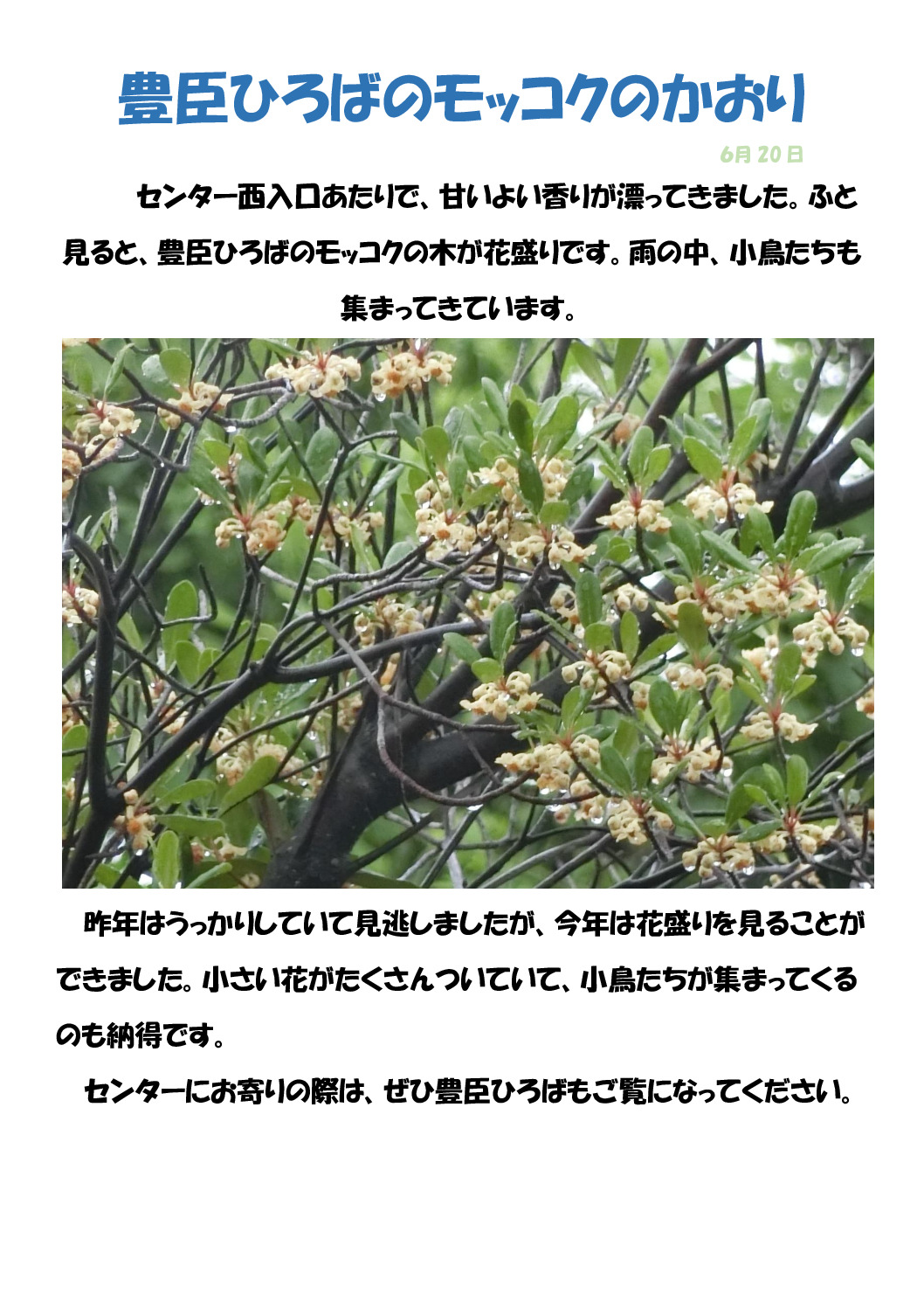 モッコクのサムネイル