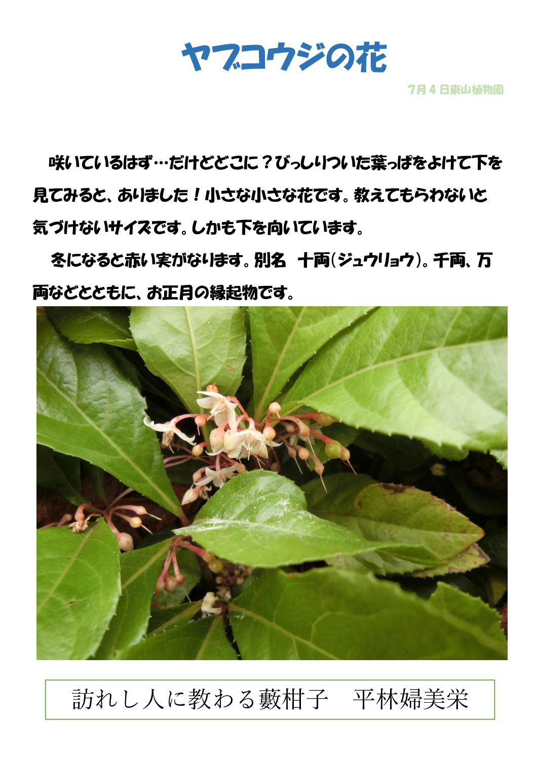 ヤブコウジのサムネイル
