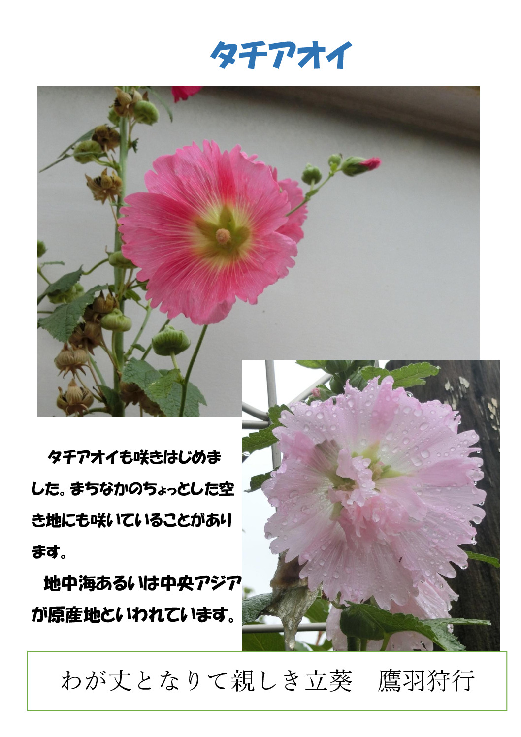 タチアオイのサムネイル