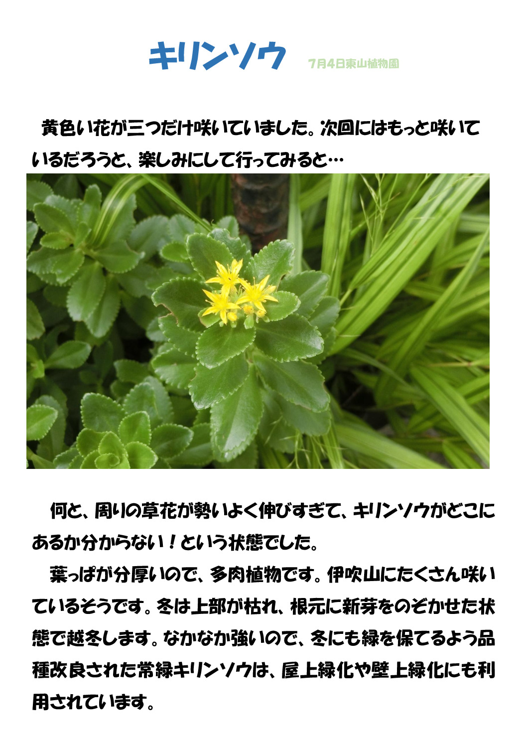 キリンソウのサムネイル