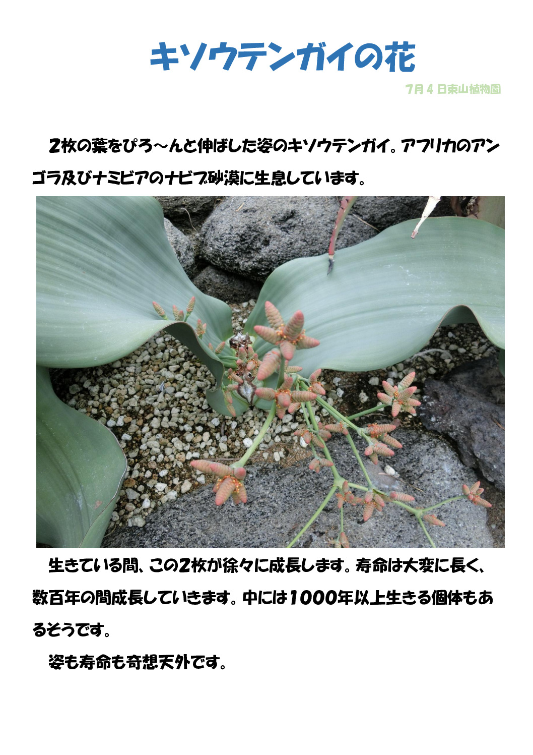 奇想天外のサムネイル