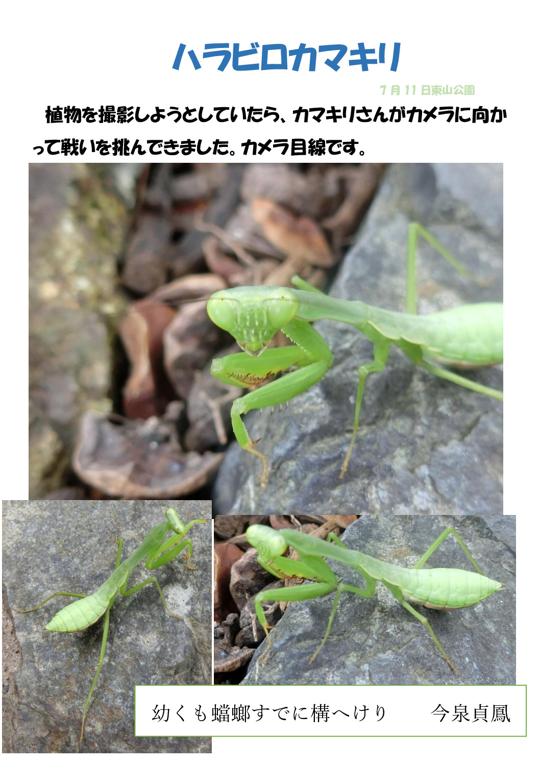 カマキリさんのサムネイル
