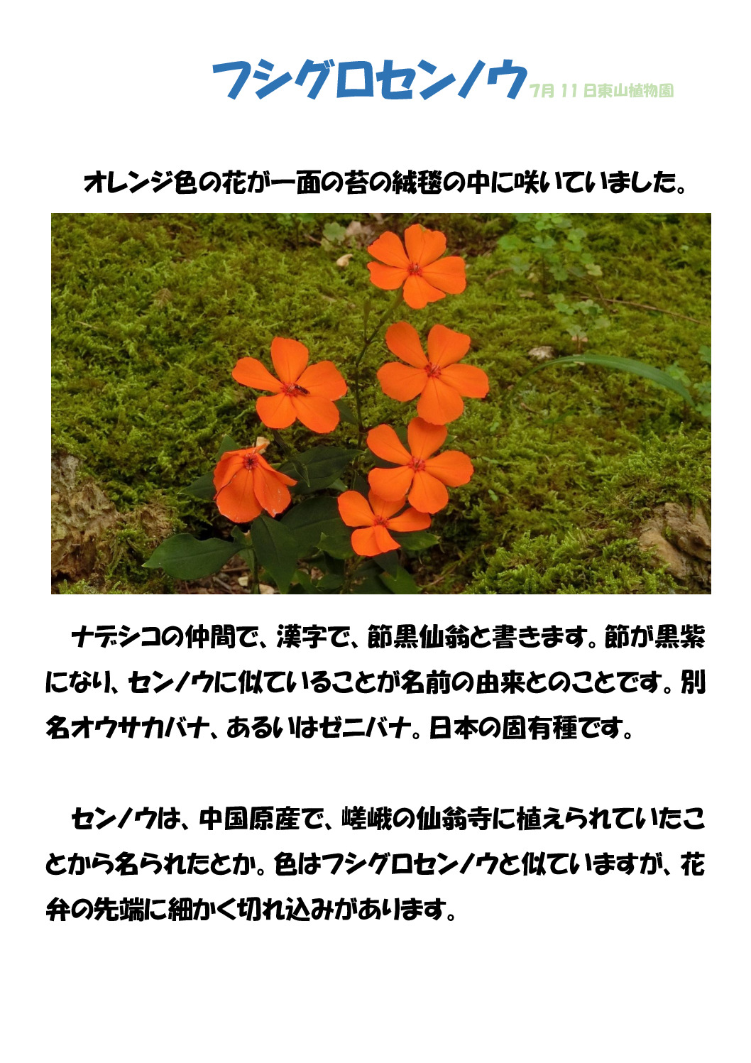 フシグロのサムネイル