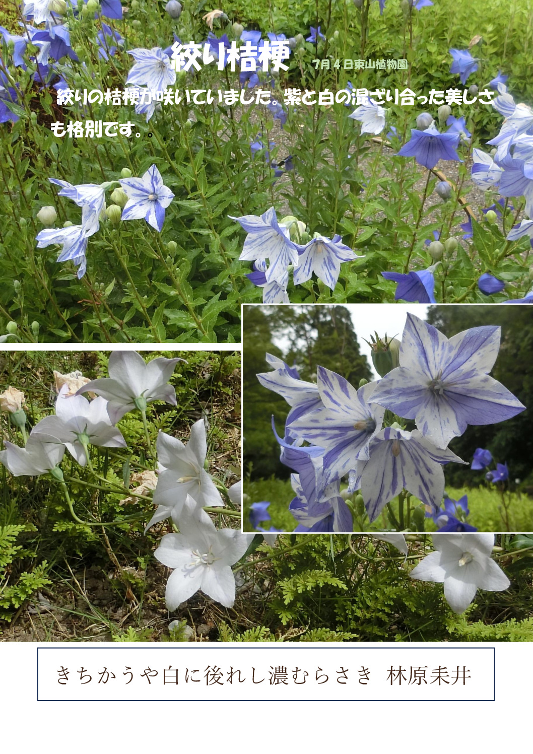 絞り桔梗のサムネイル