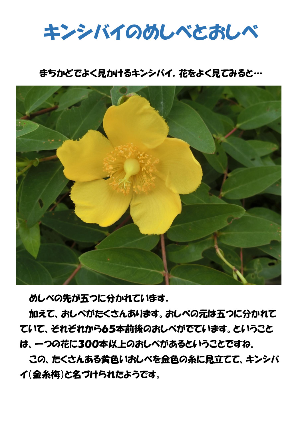 キンシバイのサムネイル