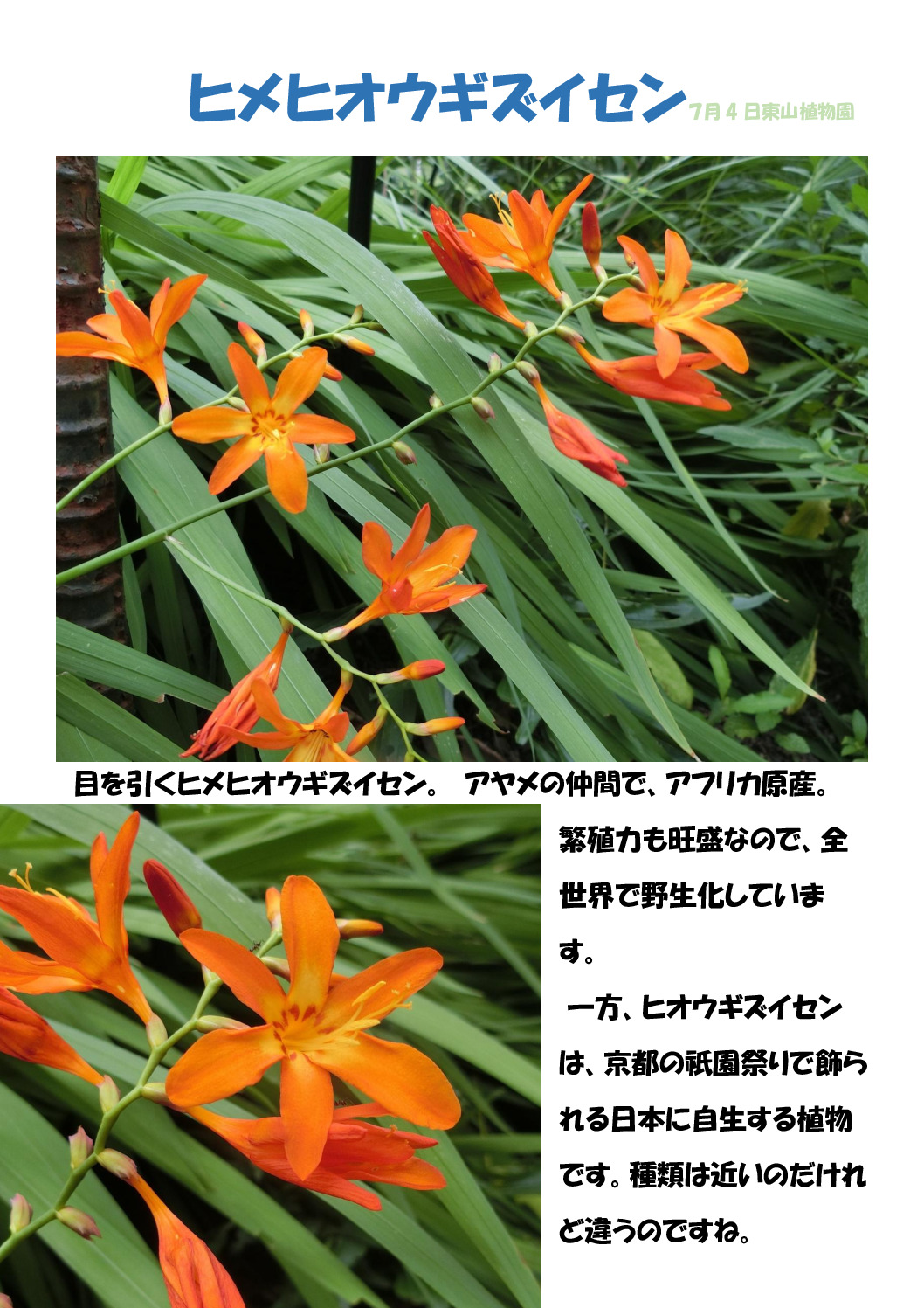 ヒメヒオウギズイセンのサムネイル