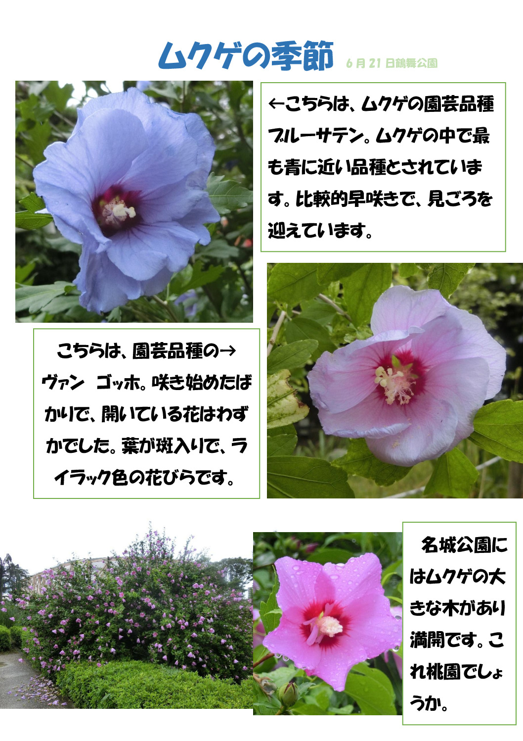ムクゲのサムネイル