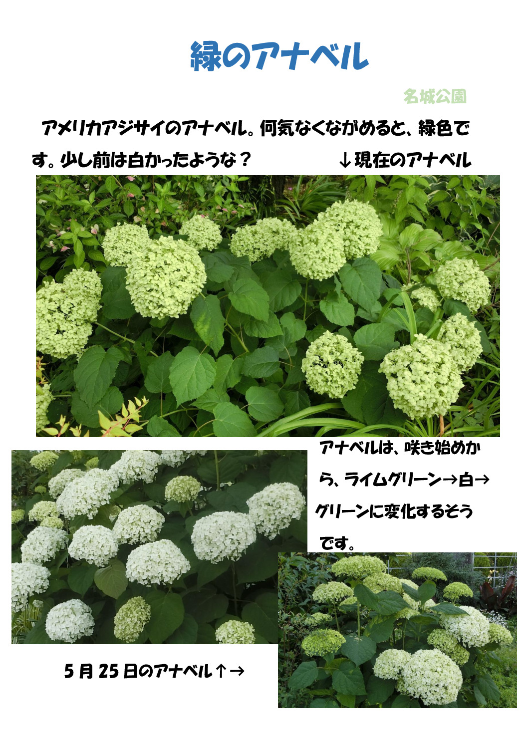アナベルのサムネイル