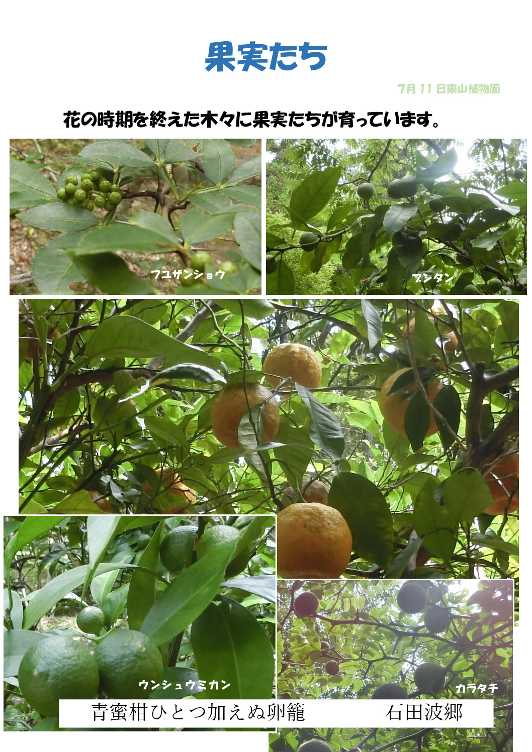 青い果実のサムネイル