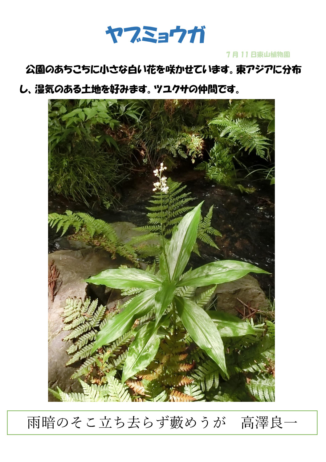 ヤブミョウガのサムネイル