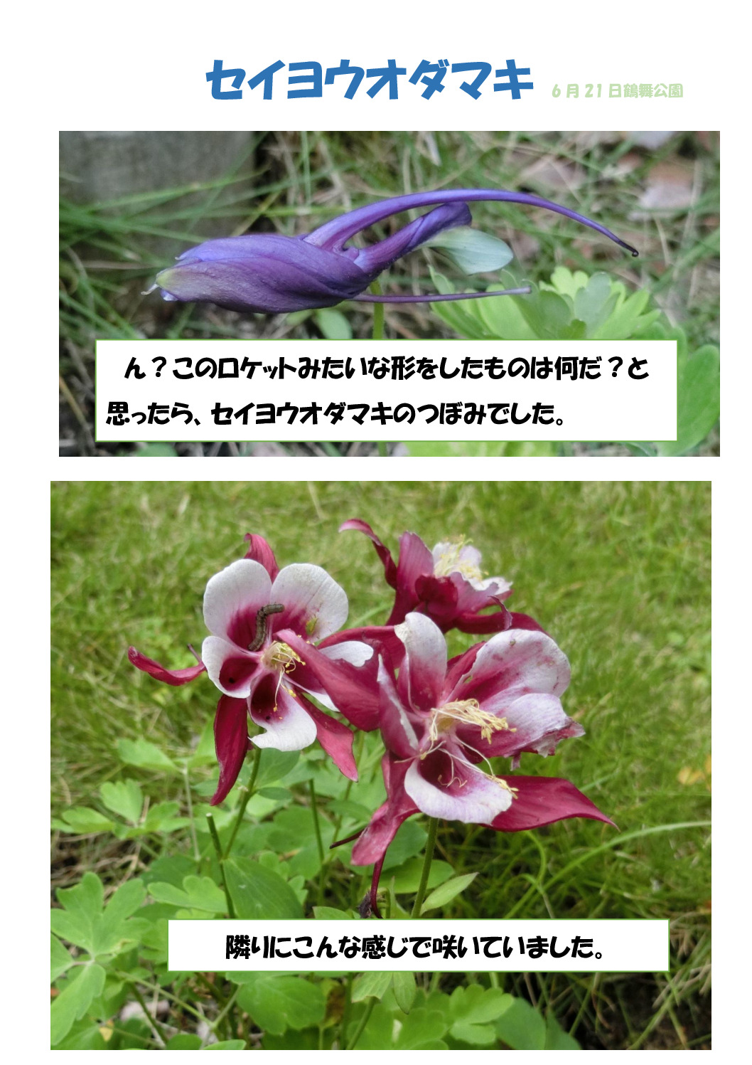 西洋オダマキのサムネイル