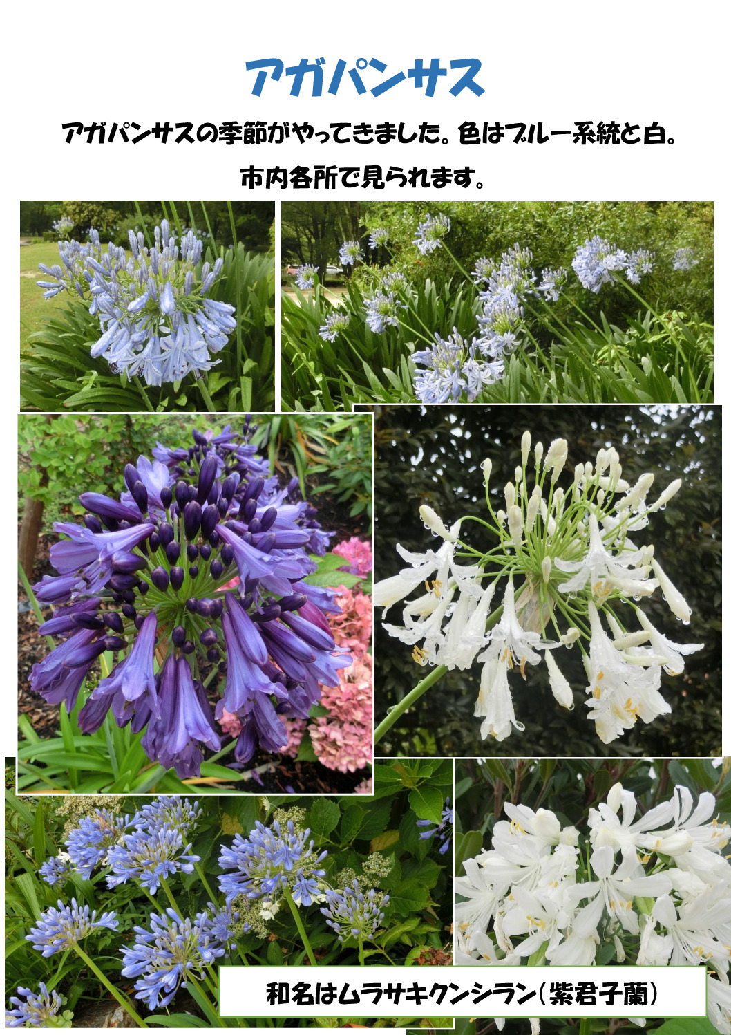 アガパンサスのサムネイル