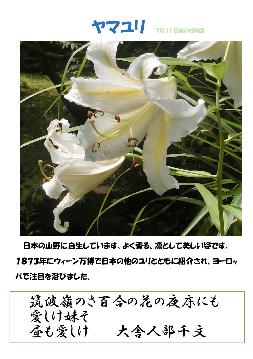 山百合のサムネイル