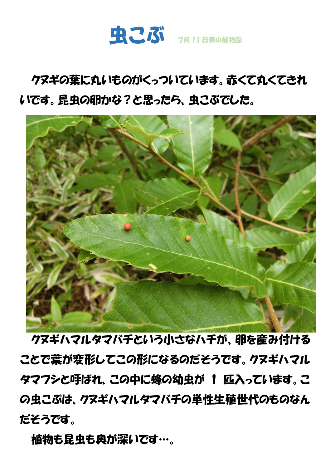 虫こぶのサムネイル
