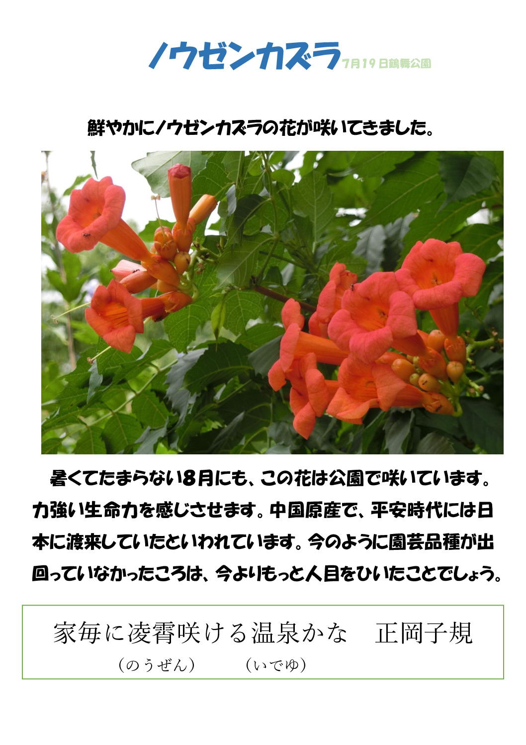 ノウゼンカズラのサムネイル