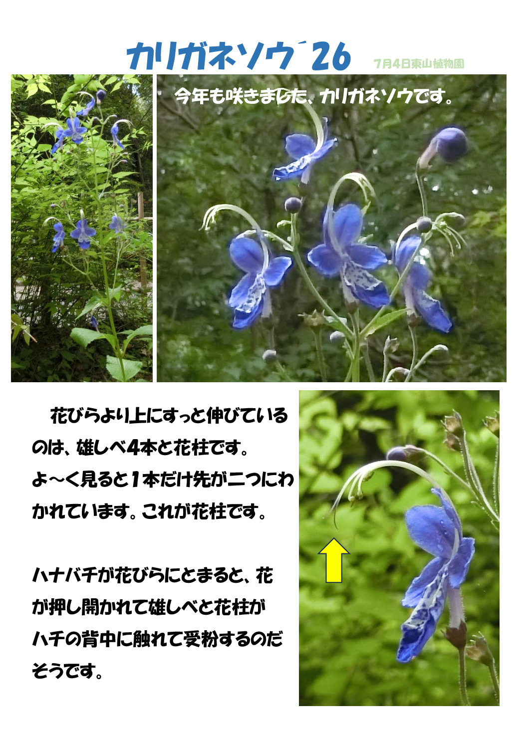 カリガネソウのサムネイル