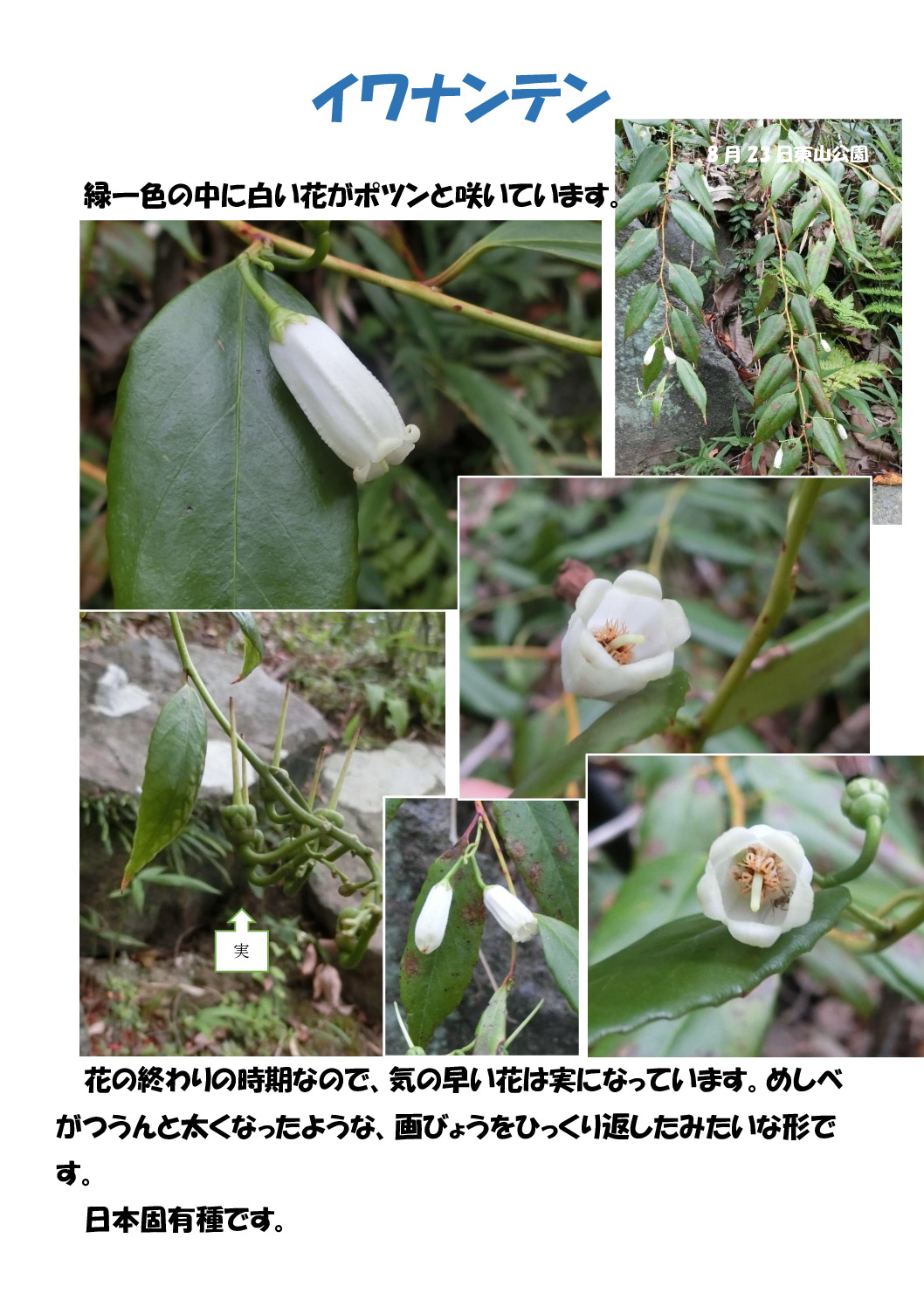 イワナンテンのサムネイル