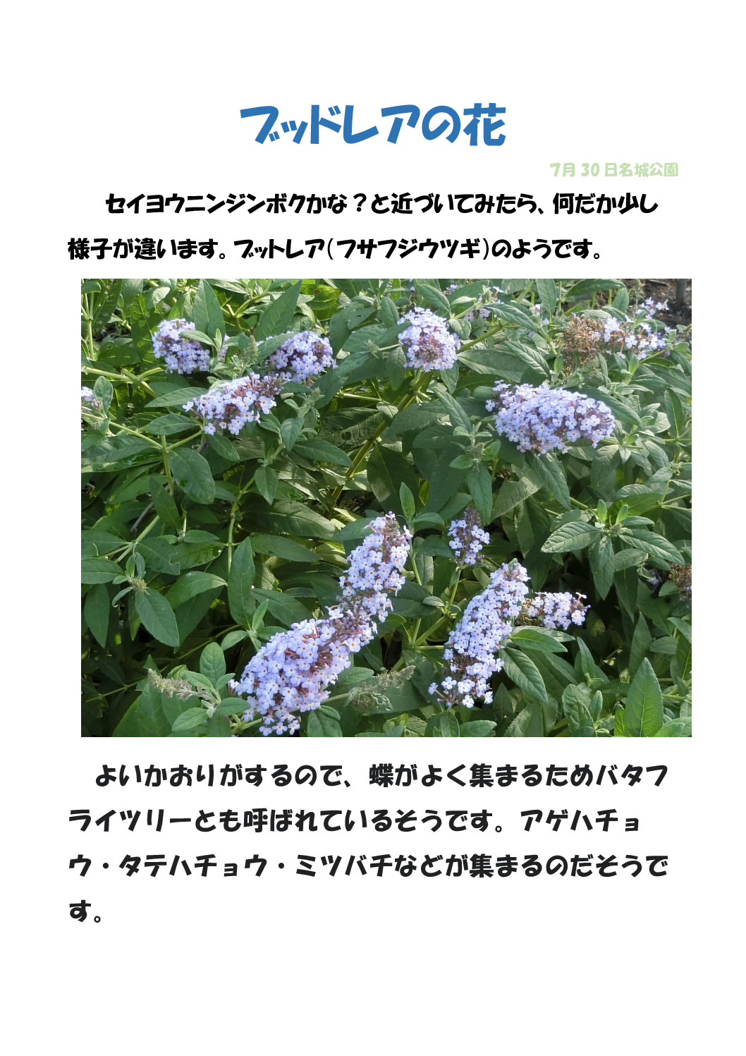 ブッドレアのサムネイル