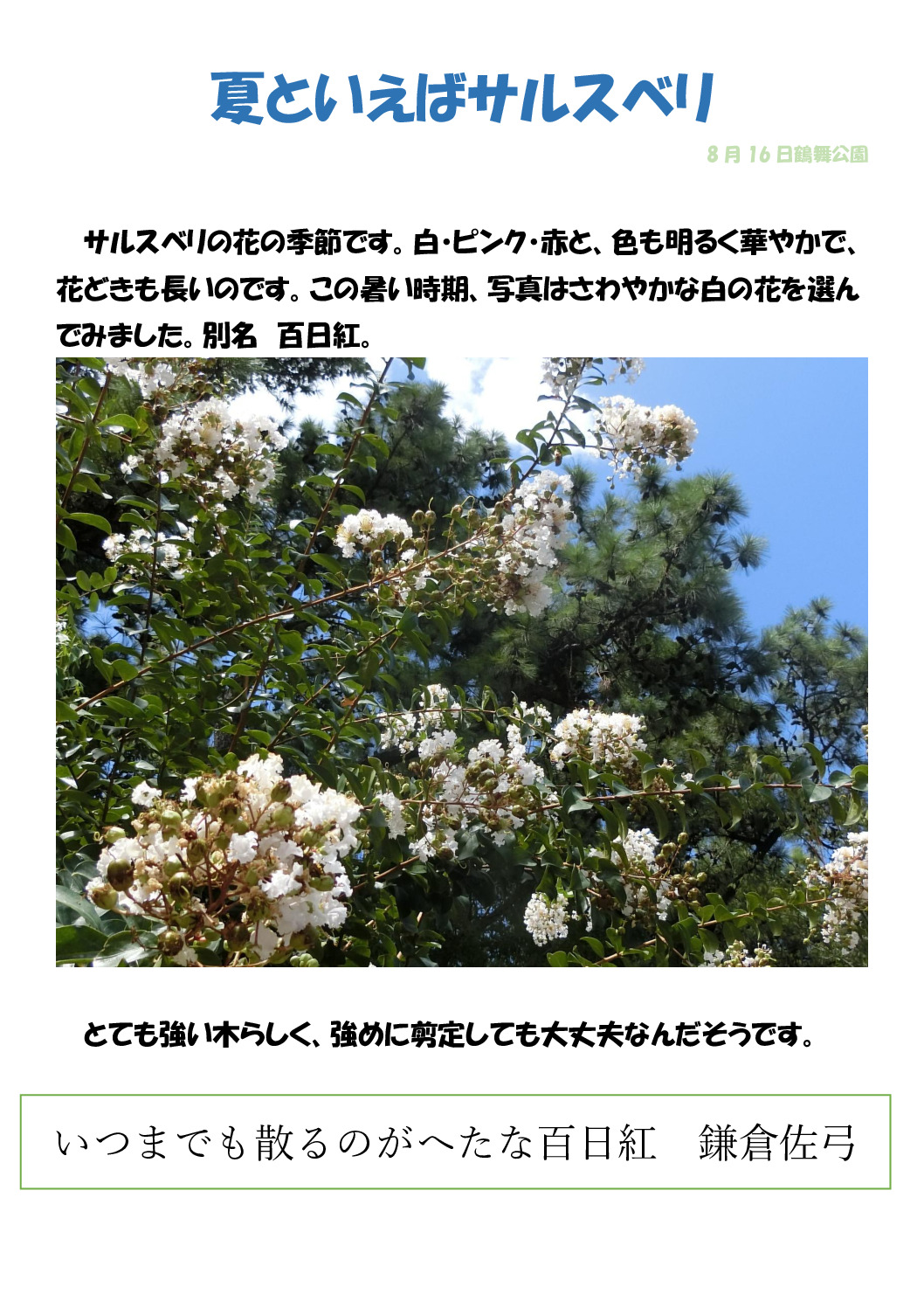 さるすべりのサムネイル