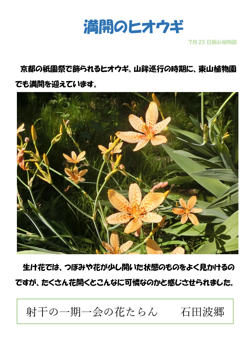 ヒオウギのサムネイル