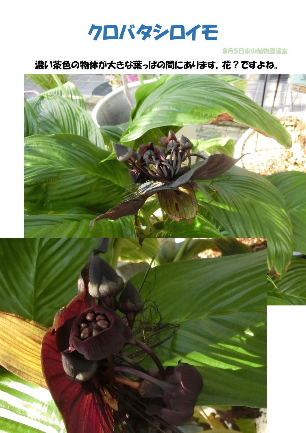 クロバタシロイモのサムネイル