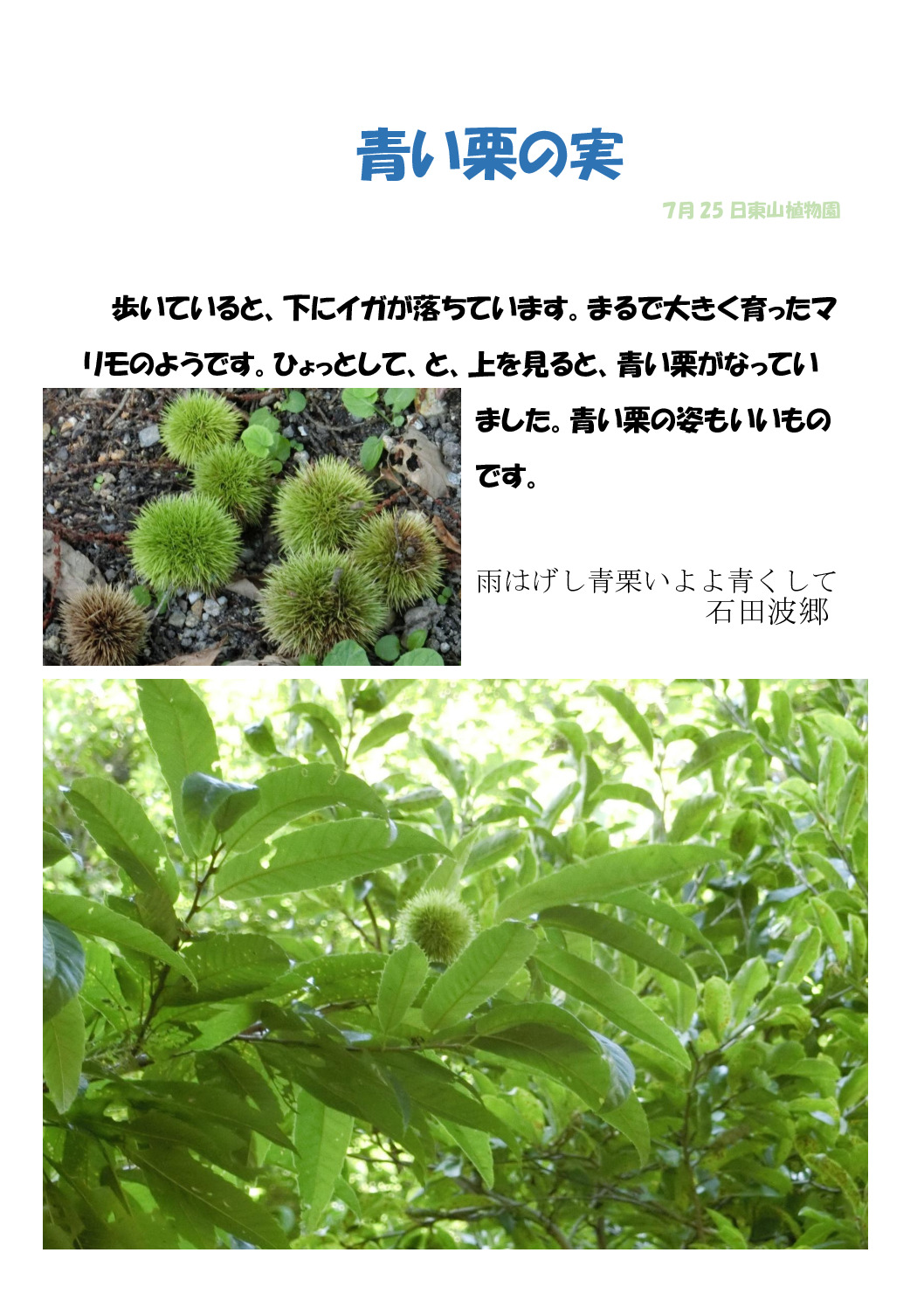 栗のサムネイル