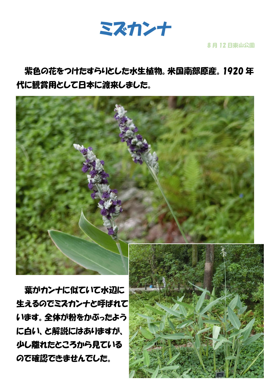 ミズカンナのサムネイル