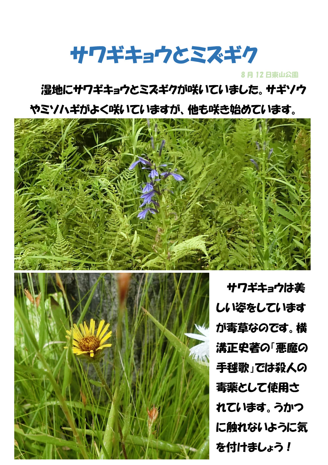 サワギキョウのサムネイル